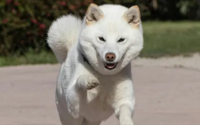 Yard Deodorizing Services