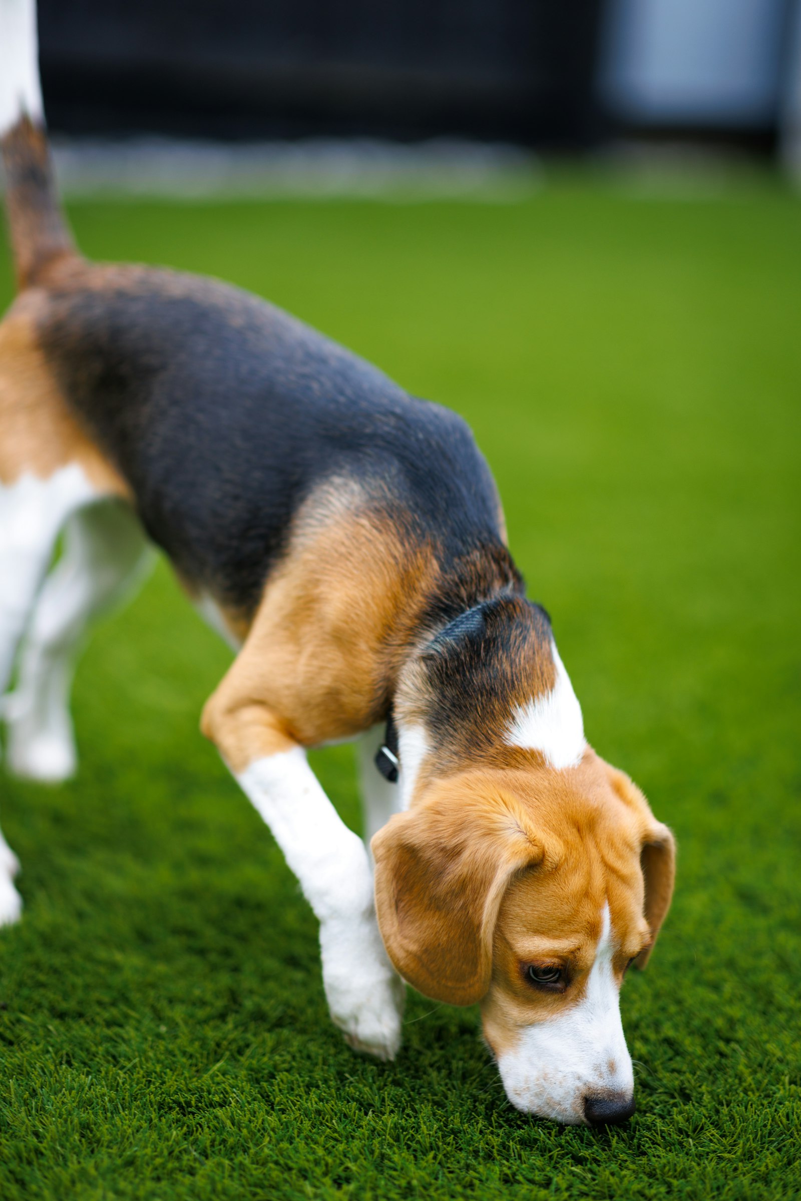 Why Does My Dog Eat Poop? Coprophagia, Explained (and How to Stop It)