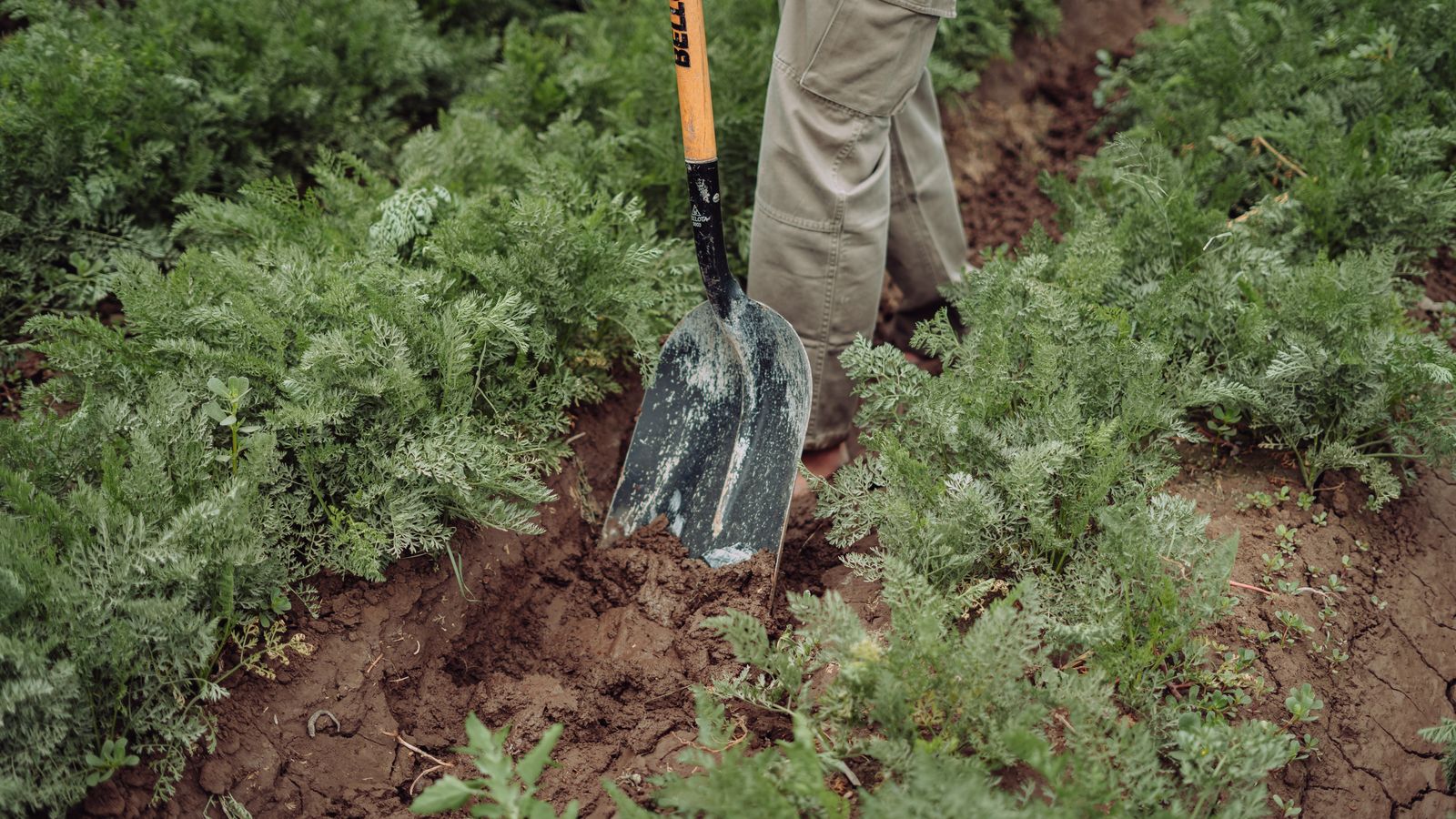 Can you compost dog poop? In-ground digesters and what actually works
