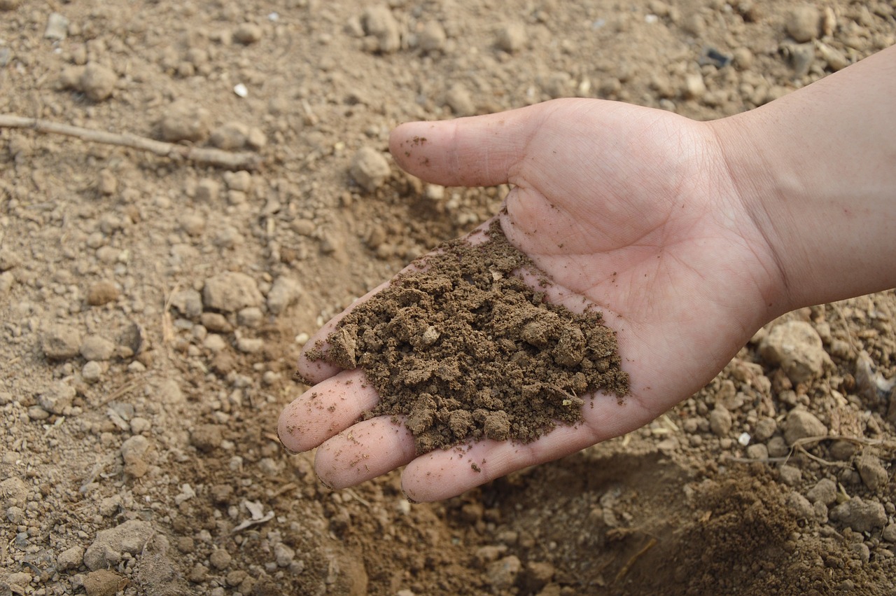 Eco-Friendly Dog Waste Disposal: Composting, Sustainability, and Beyond Plastic Bags