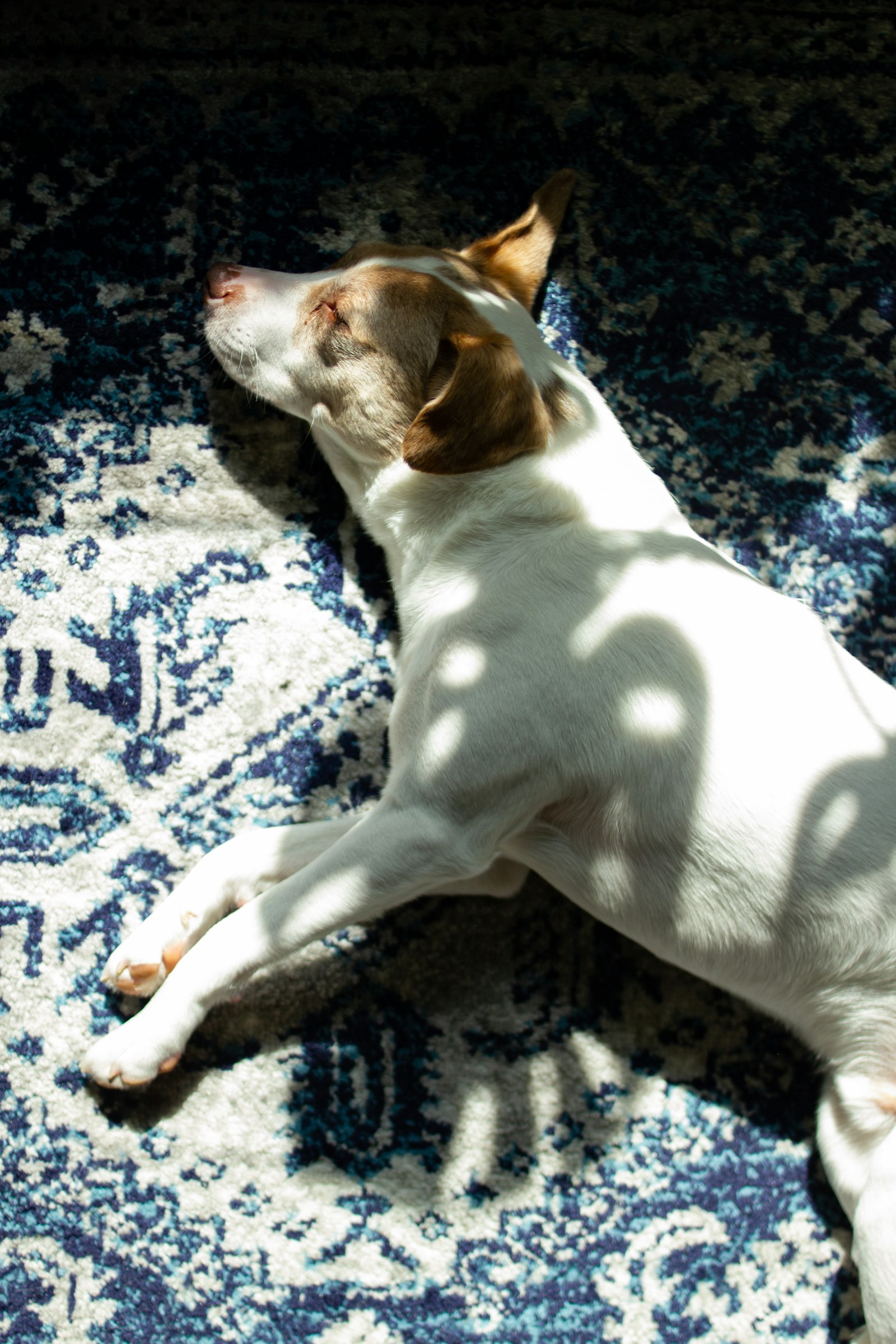 How to Get Dog Poop Out of Carpet (Fresh, Dried, or Diarrhea)
