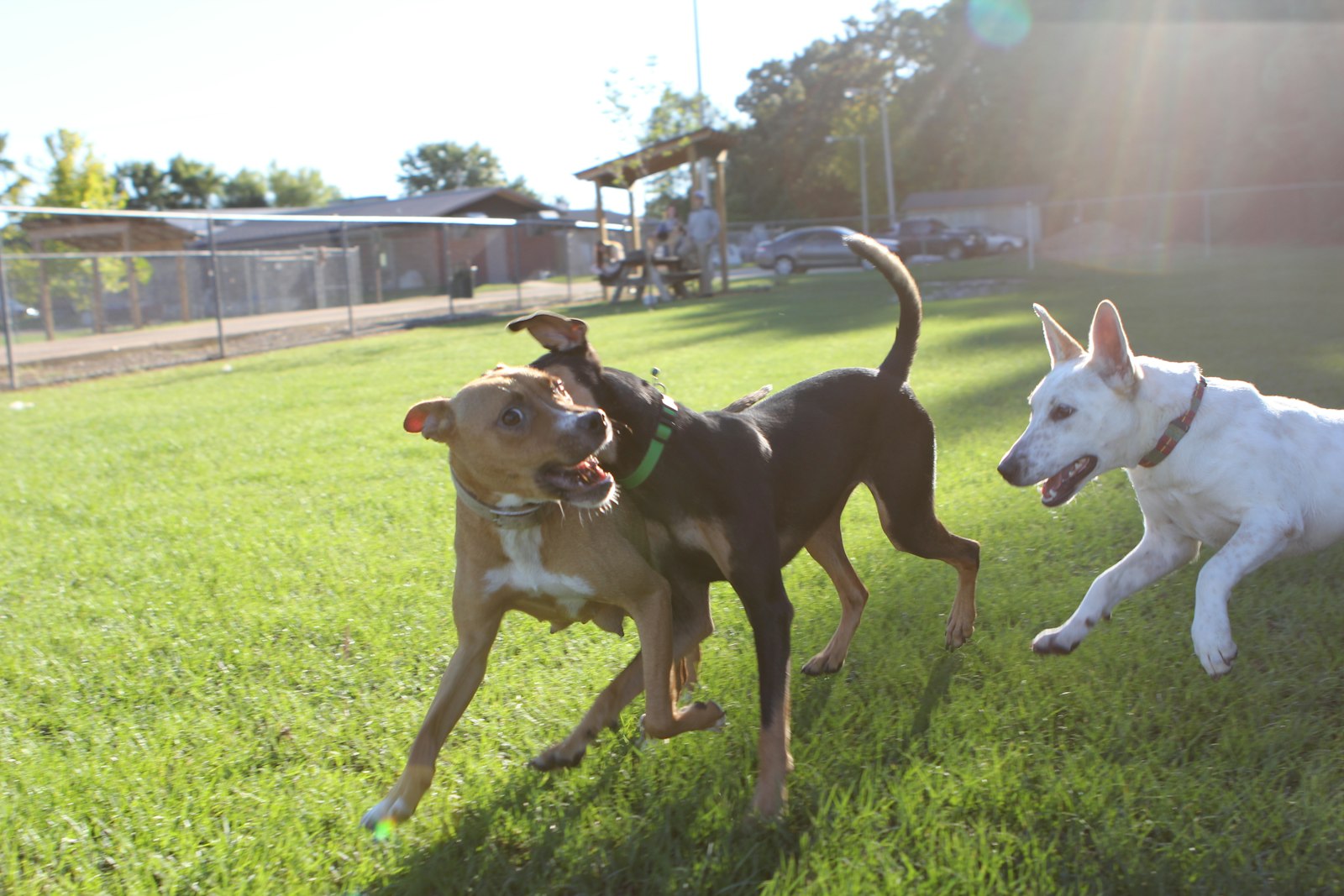 The Best Off-Leash Dog Parks in Pierce County, WA (and How to Keep Them Great)