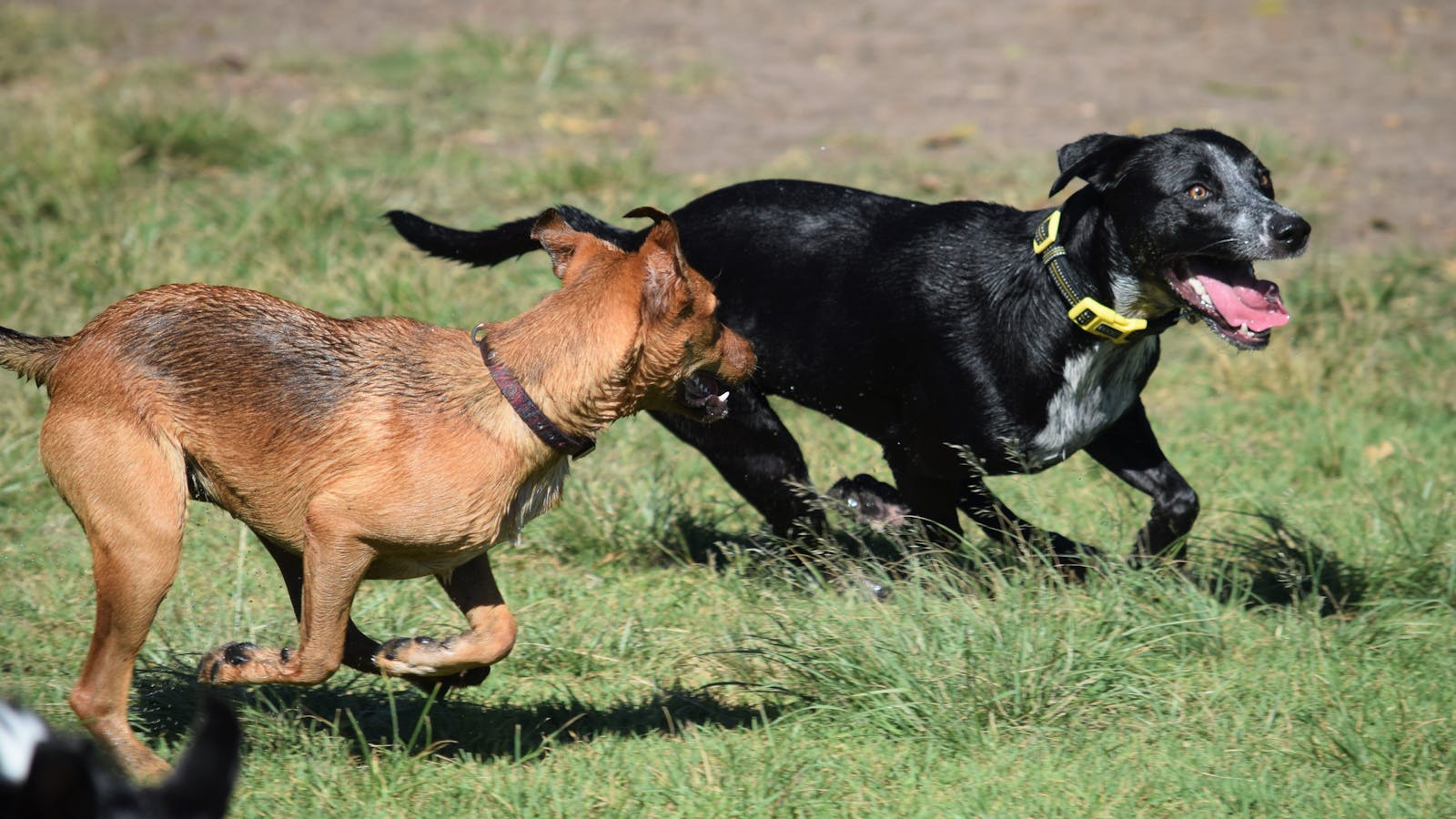 Dog Park Cleanup and Management: Best Practices for HOAs, Cities, and Property Managers
