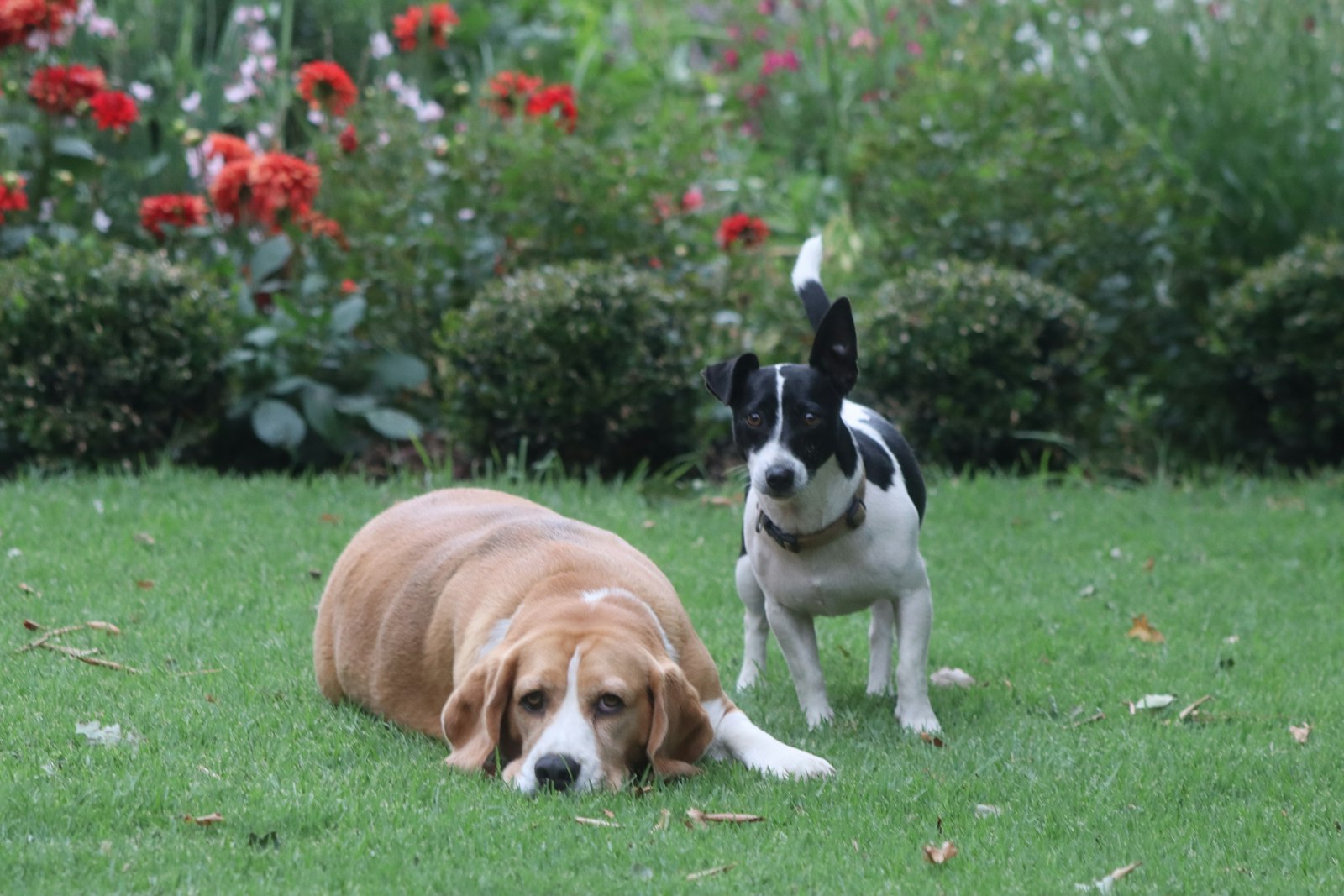 How to Get Rid of the Dog Poop Smell in Your Yard, for Good