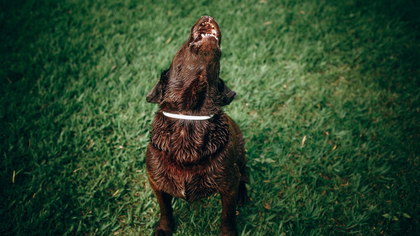 How long does dog poop take to decompose in a wet PNW yard?