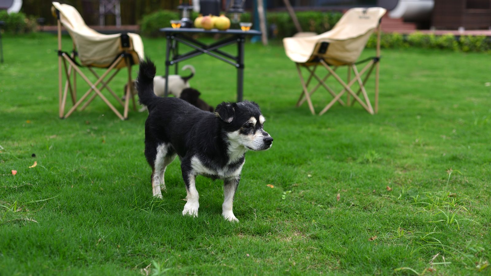 How Often Do Dogs Poop? What the Real Number Means for Your Yard