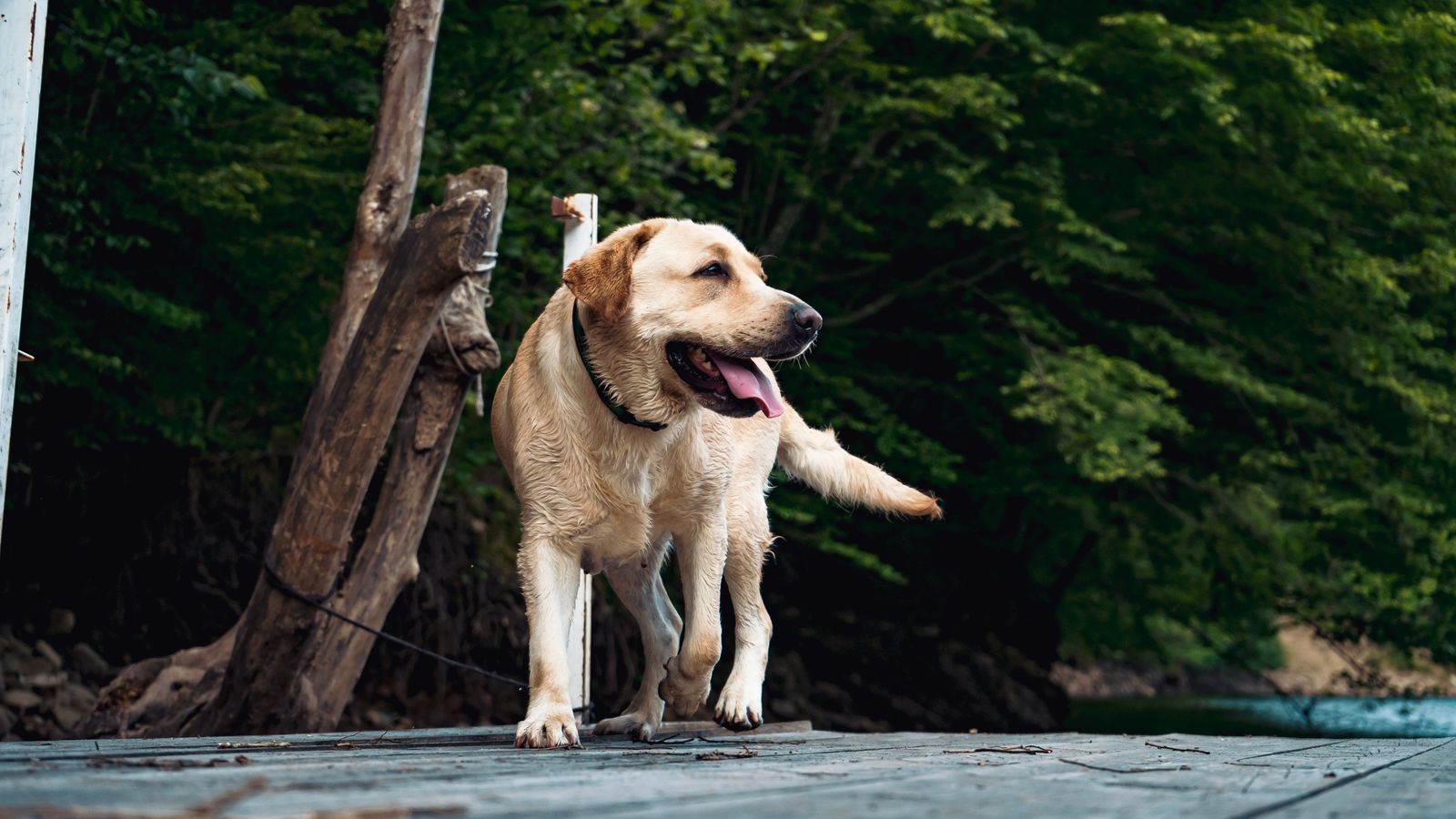 How to get dog poop off shoes, decks, patios, and concrete before the rain sets in