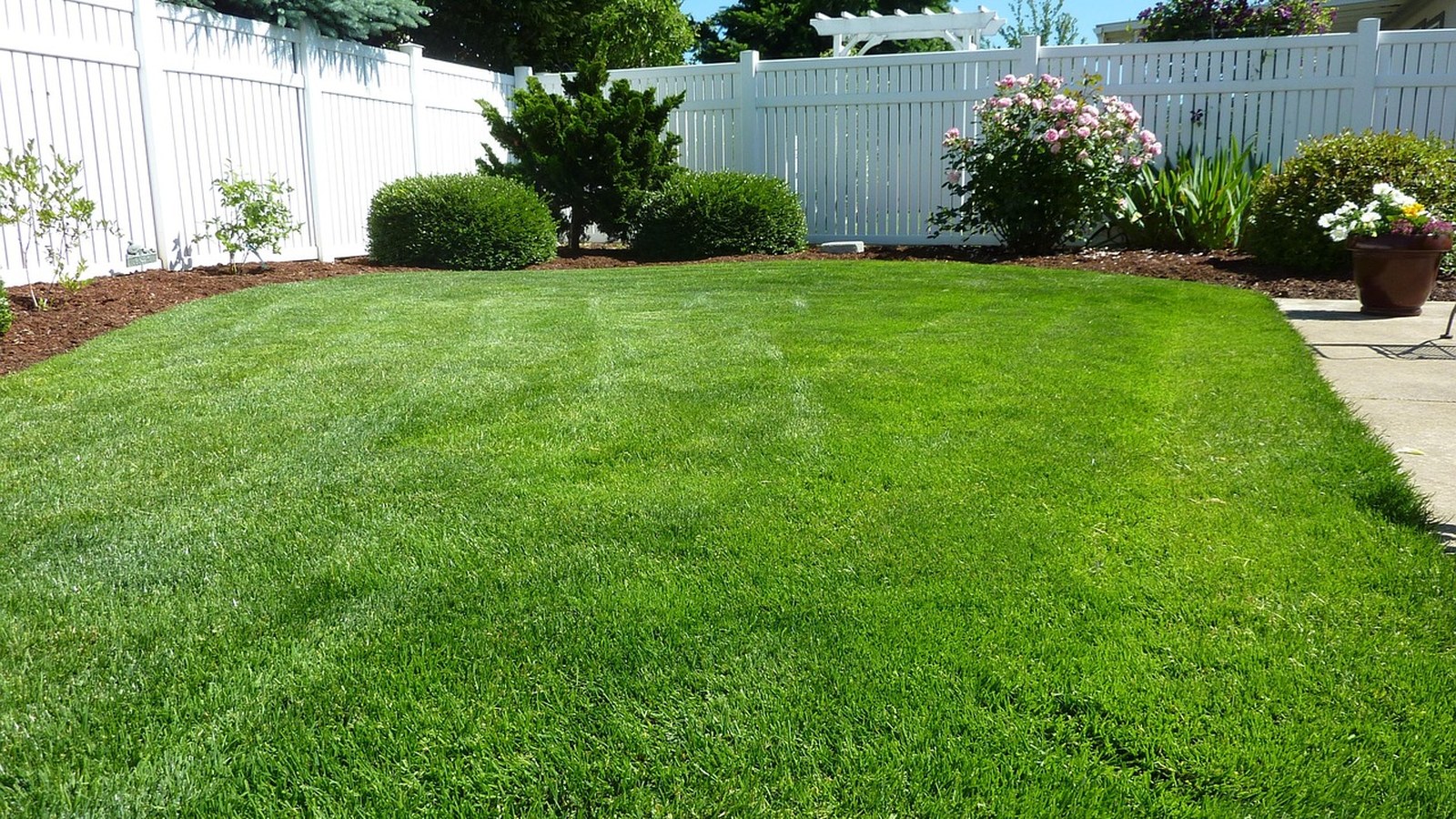 Is dog poop good fertilizer? The lawn myth that is wrecking your grass