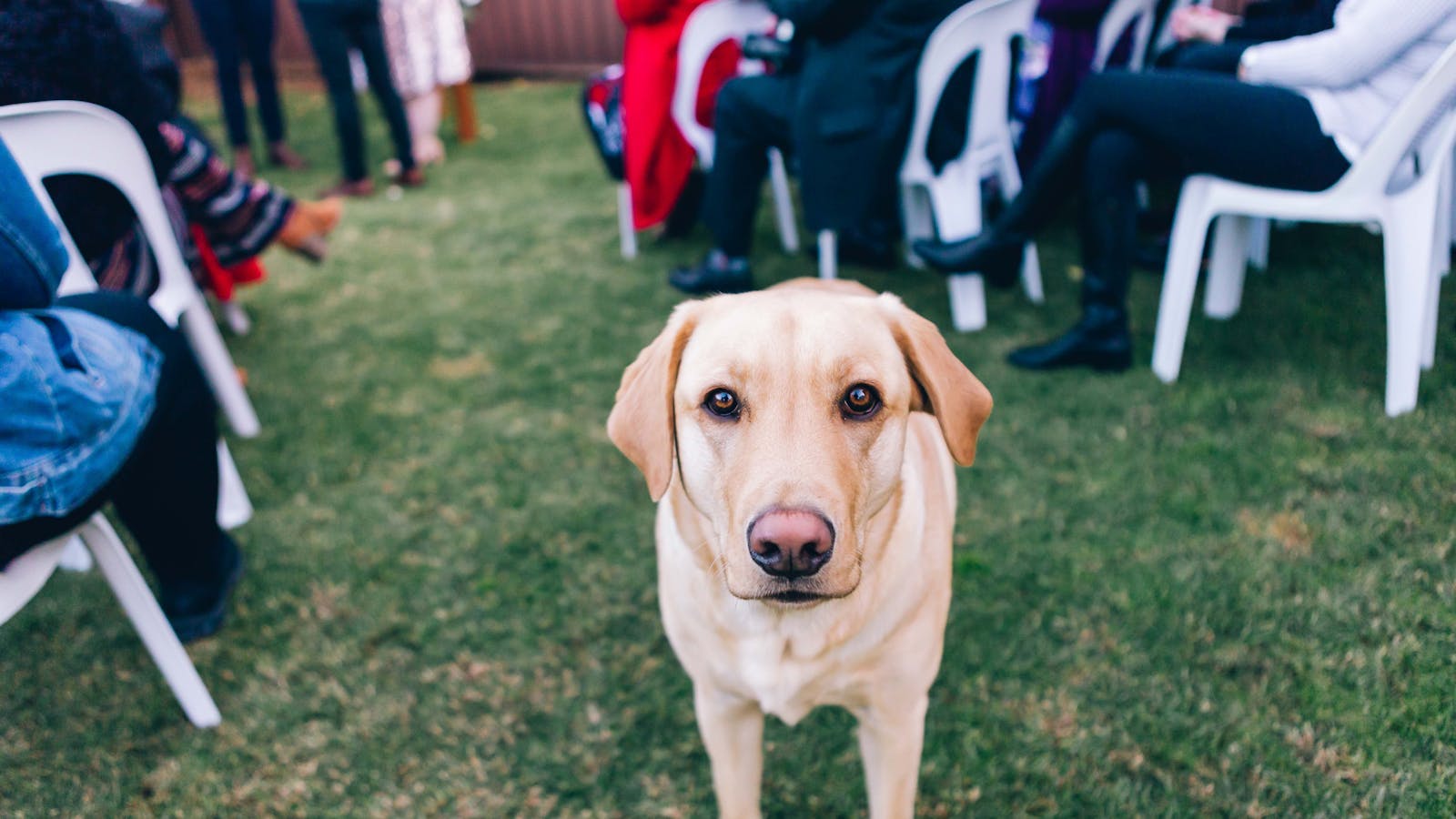 Pet Waste Cleanup for Events, Weddings, and Outdoor Gatherings