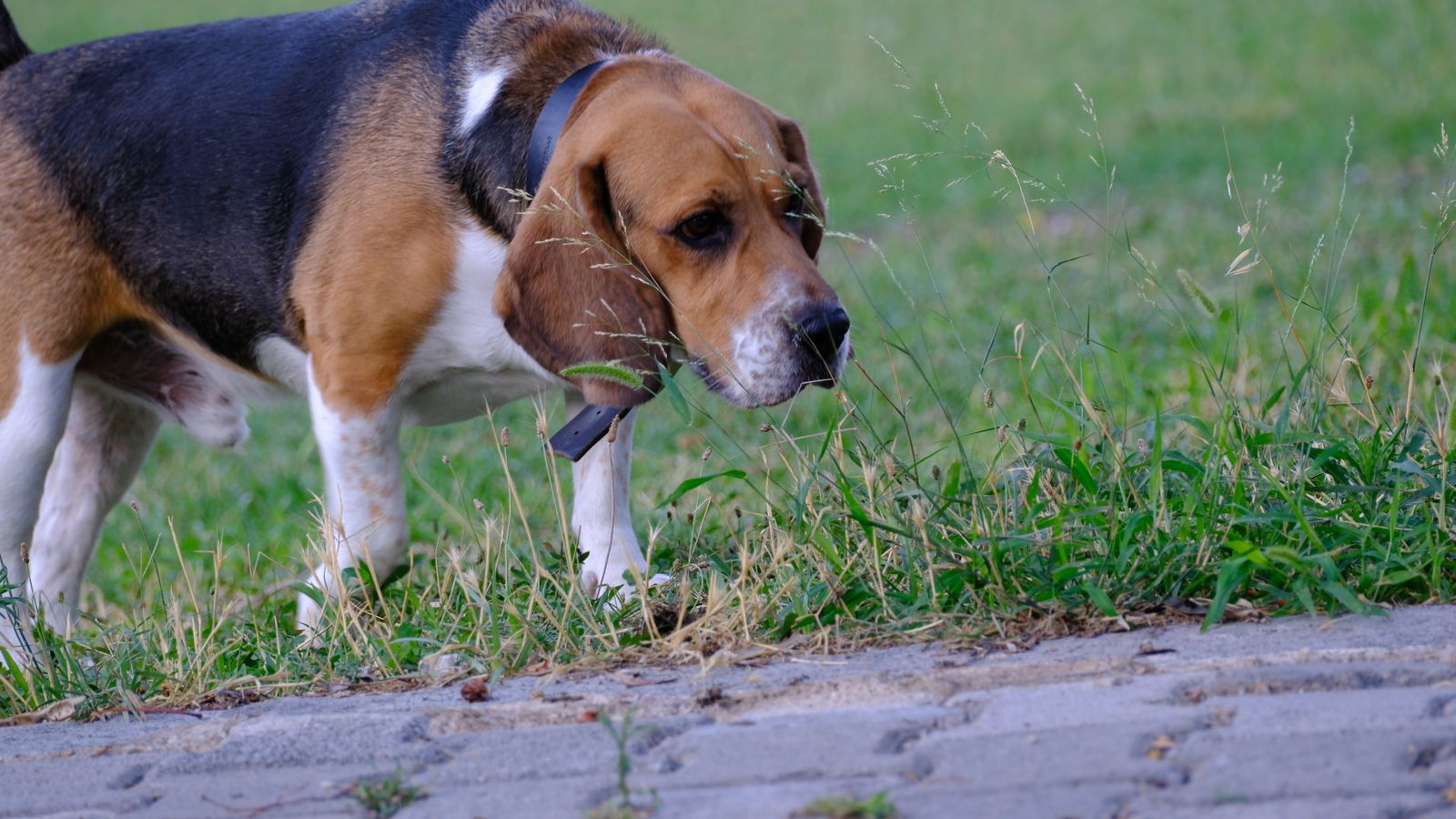 Worms in Dog Poop: What You're Looking At, and What It Leaves in Your Yard