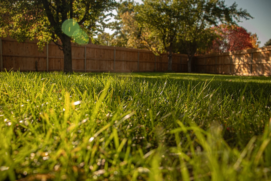 Yard Disinfecting for Pets: What Actually Kills Bacteria After Pet Waste