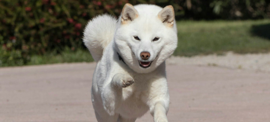 Yard Deodorizing Services